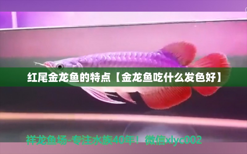 红尾金龙鱼的特点【金龙鱼吃什么发色好】