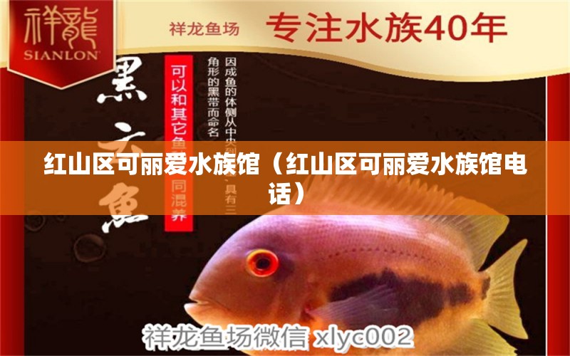 红山区可丽爱水族馆（红山区可丽爱水族馆电话）