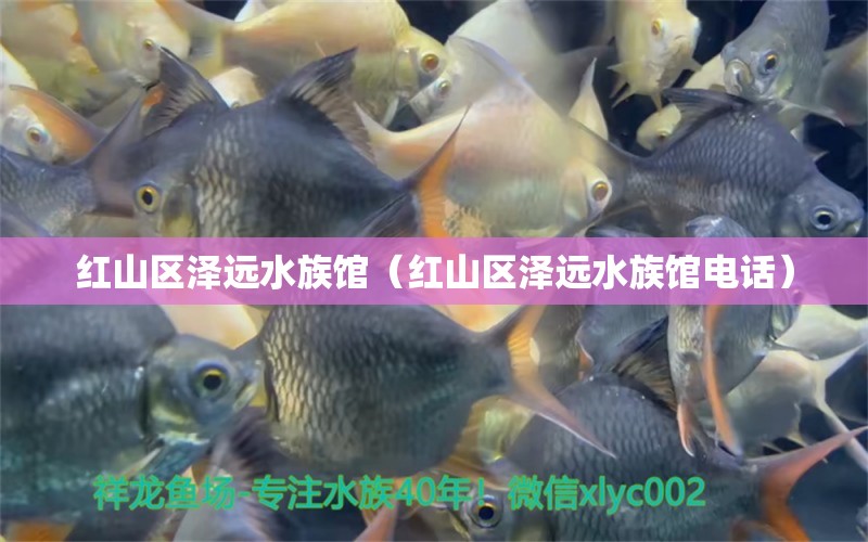 红山区泽远水族馆（红山区泽远水族馆电话）