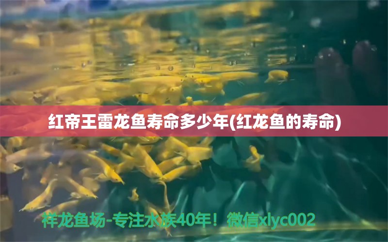 红帝王雷龙鱼寿命多少年(红龙鱼的寿命) 黑金魟鱼 第1张