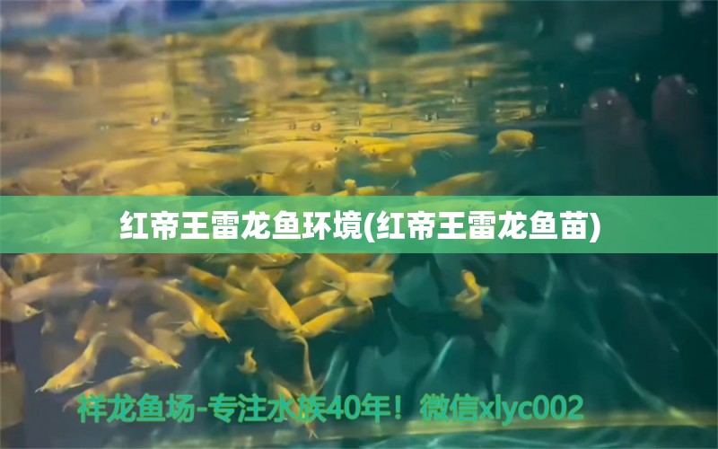 红帝王雷龙鱼环境(红帝王雷龙鱼苗)