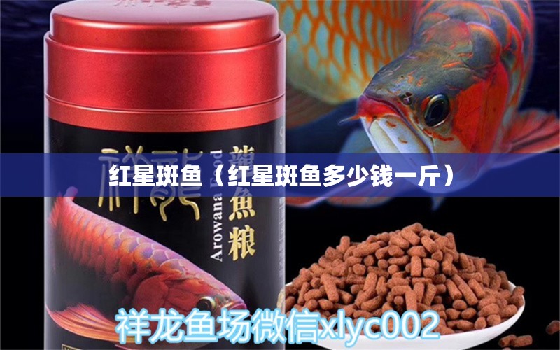 红星斑鱼（红星斑鱼多少钱一斤） 祥龙龙鱼专用水族灯