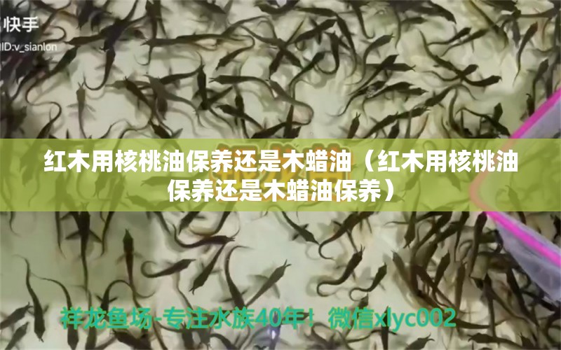 红木用核桃油保养还是木蜡油（红木用核桃油保养还是木蜡油保养）