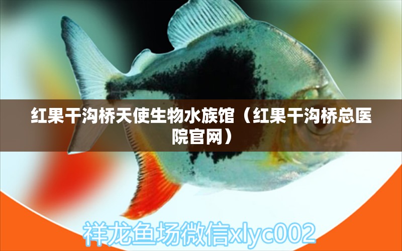 红果干沟桥天使生物水族馆（红果干沟桥总医院官网）