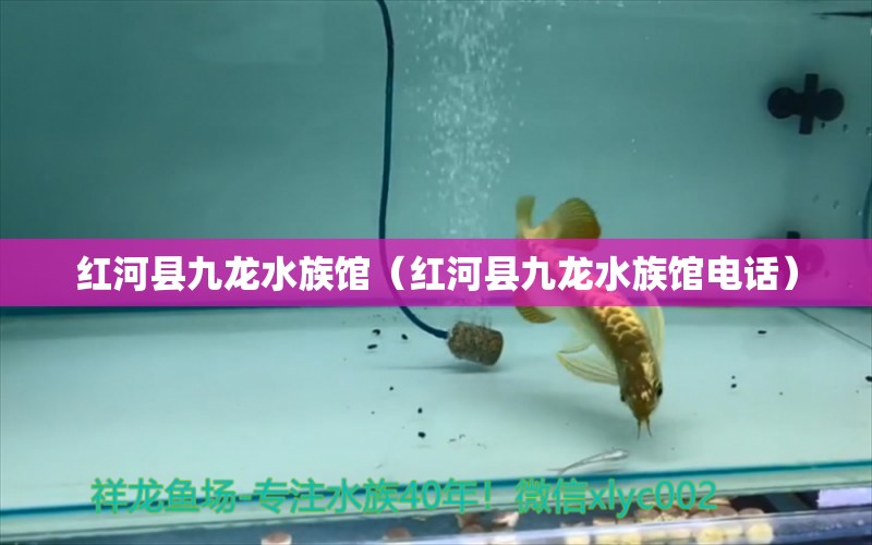 红河县九龙水族馆（红河县九龙水族馆电话）