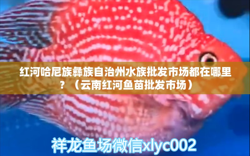 红河哈尼族彝族自治州水族批发市场都在哪里？（云南红河鱼苗批发市场）