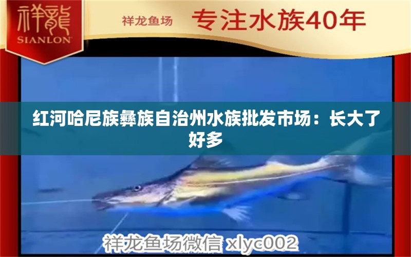 红河哈尼族彝族自治州水族批发市场：长大了好多 观赏鱼水族批发市场