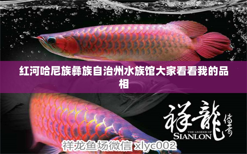 红河哈尼族彝族自治州水族馆大家看看我的品相 埃及神仙鱼 第2张