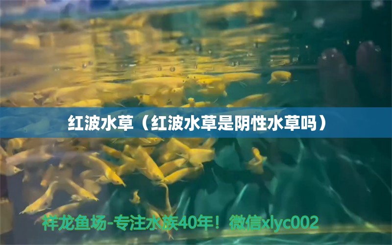 红波水草（红波水草是阴性水草吗） 水草