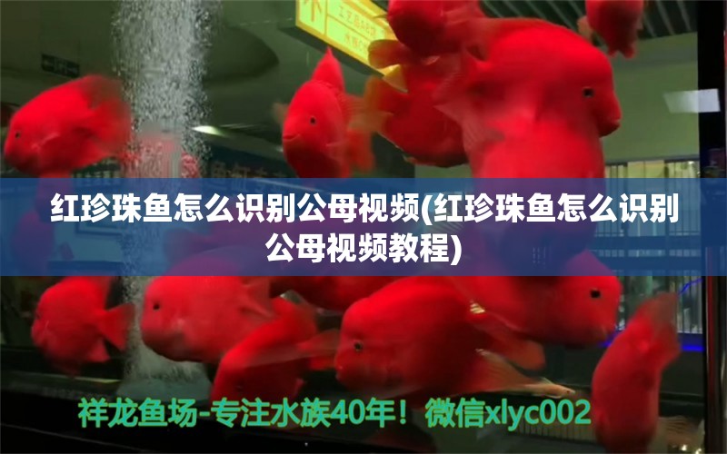 红珍珠鱼怎么识别公母视频(红珍珠鱼怎么识别公母视频教程)