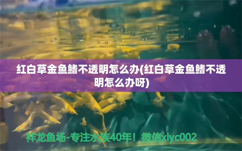 红白草金鱼鳍不透明怎么办(红白草金鱼鳍不透明怎么办呀) 观赏鱼 第2张