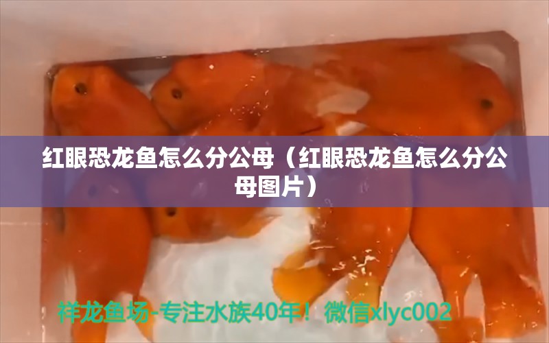 红眼恐龙鱼怎么分公母（红眼恐龙鱼怎么分公母图片） 水温计