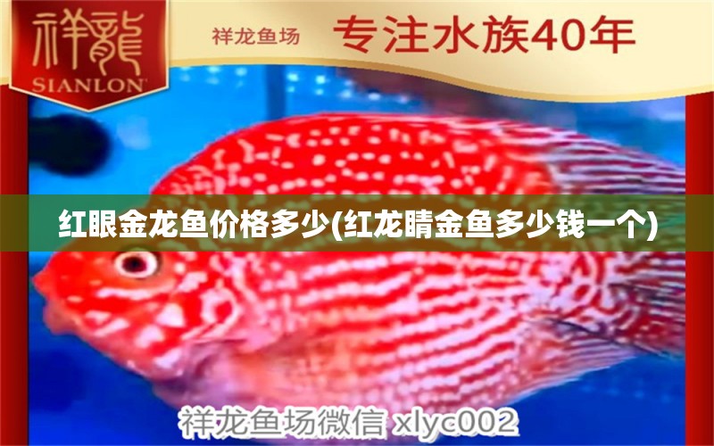 红眼金龙鱼价格多少(红龙睛金鱼多少钱一个) 非洲金鼓鱼