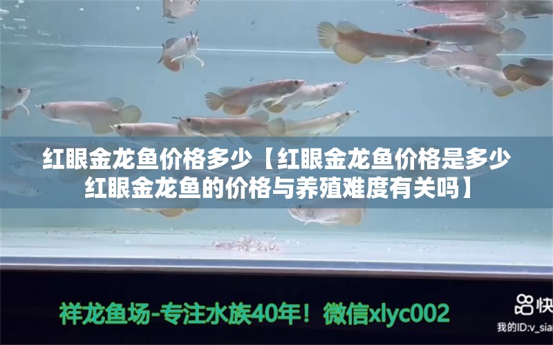 红眼金龙鱼价格多少【红眼金龙鱼价格是多少红眼金龙鱼的价格与养殖难度有关吗】 水族问答 第1张