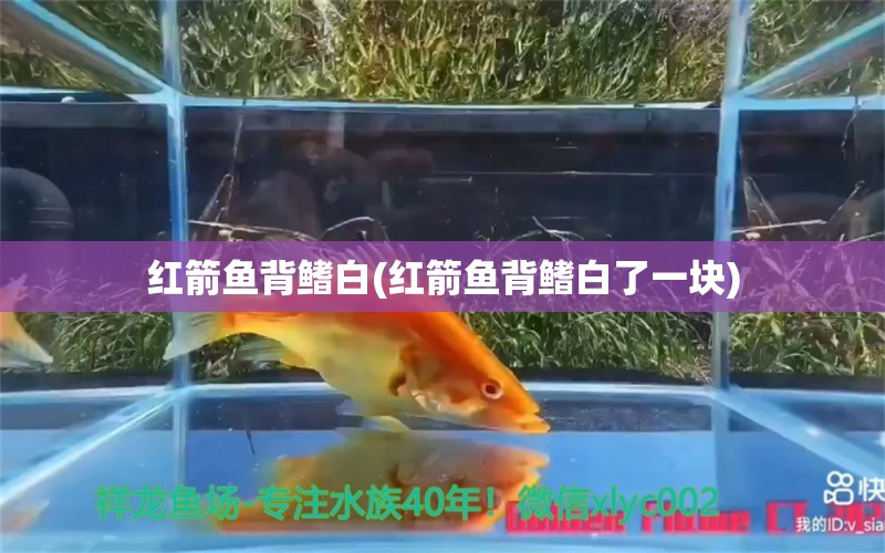 红箭鱼背鳍白(红箭鱼背鳍白了一块) 观赏鱼市场（混养鱼）