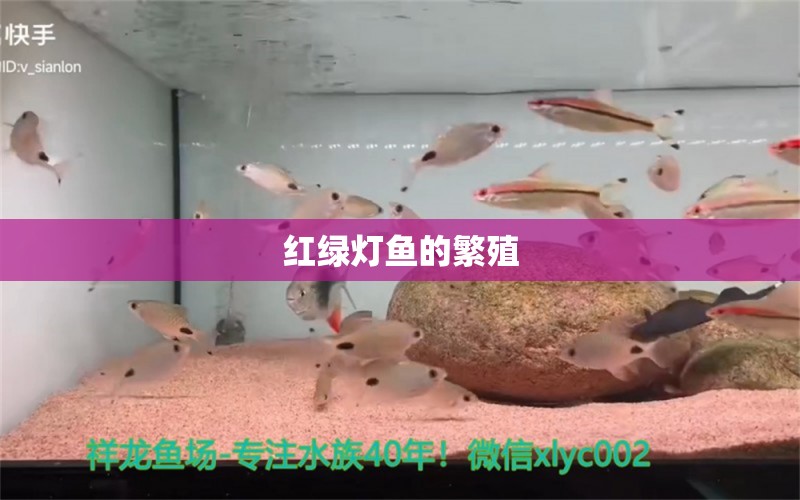 红绿灯鱼的繁殖