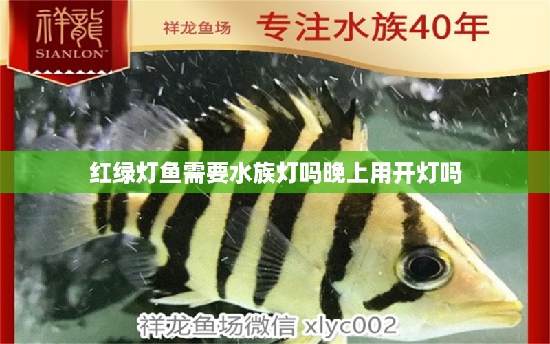 红绿灯鱼需要水族灯吗晚上用开灯吗 网上购买观赏鱼 第2张