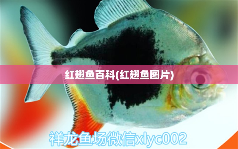 红翅鱼百科(红翅鱼图片) 水族维护服务（上门）