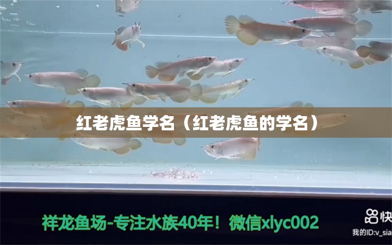 红老虎鱼学名（红老虎鱼的学名）