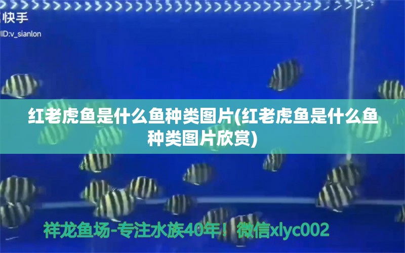 红老虎鱼是什么鱼种类图片(红老虎鱼是什么鱼种类图片欣赏) 红老虎鱼