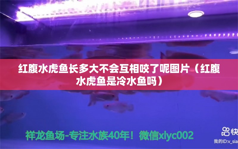 红腹水虎鱼长多大不会互相咬了呢图片（红腹水虎鱼是冷水鱼吗） 食人鱼（水虎） 第1张