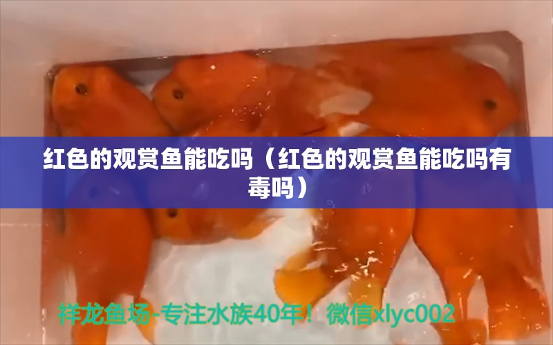 红色的观赏鱼能吃吗（红色的观赏鱼能吃吗有毒吗） 黑帝王魟鱼