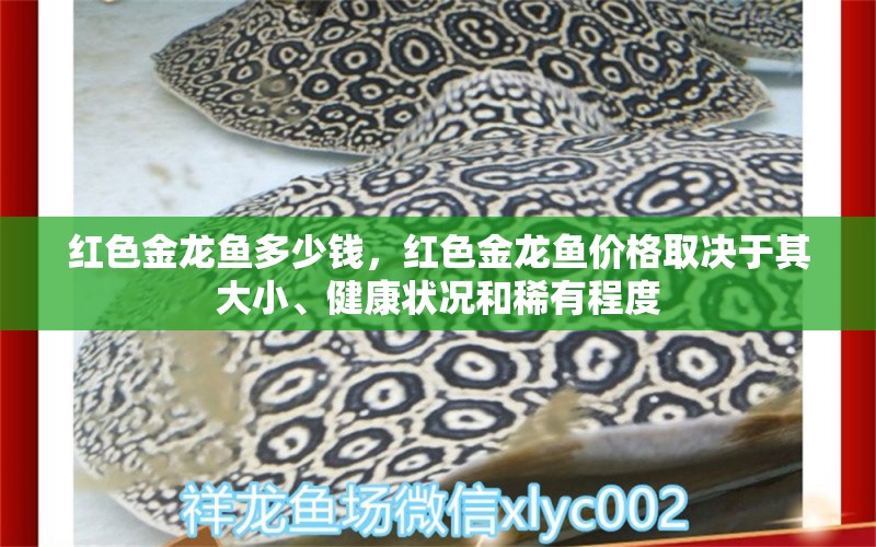 红色金龙鱼多少钱，红色金龙鱼价格取决于其大小、健康状况和稀有程度