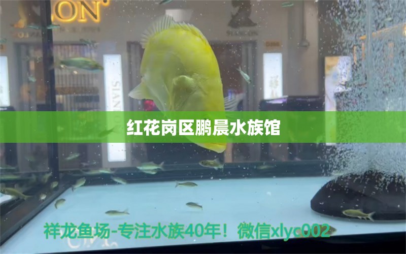 红花岗区鹏晨水族馆