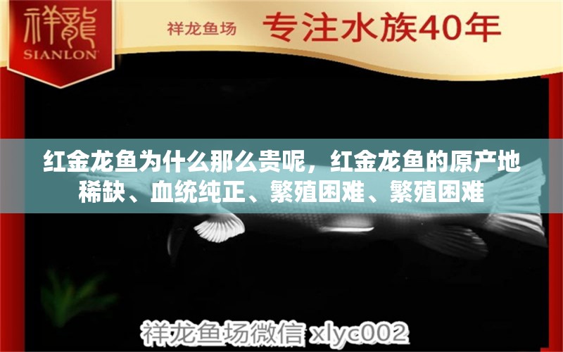 红金龙鱼为什么那么贵呢，红金龙鱼的原产地稀缺、血统纯正、繁殖困难、繁殖困难