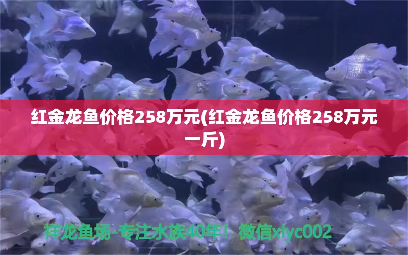 红金龙鱼价格258万元(红金龙鱼价格258万元一斤) 祥龙水族护理水