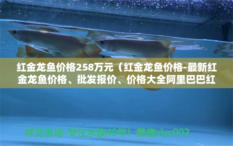 红金龙鱼价格258万元（红金龙鱼价格-最新红金龙鱼价格、批发报价、价格大全阿里巴巴红金龙鱼多少钱一条）