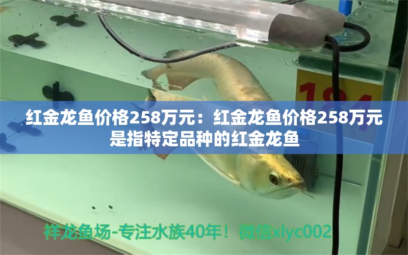 红金龙鱼价格258万元：红金龙鱼价格258万元是指特定品种的红金龙鱼