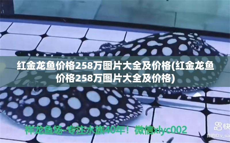 红金龙鱼价格258万图片大全及价格(红金龙鱼价格258万图片大全及价格)