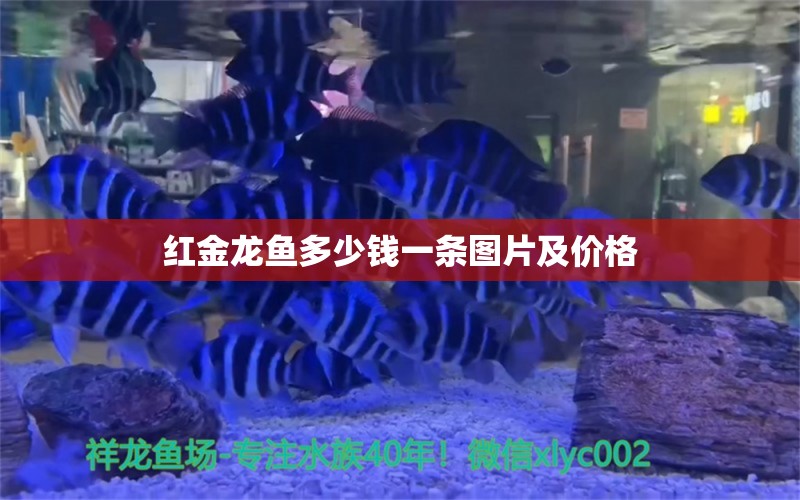 红金龙鱼多少钱一条图片及价格