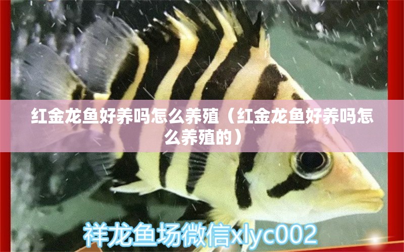 红金龙鱼好养吗怎么养殖（红金龙鱼好养吗怎么养殖的） 祥龙水族医院