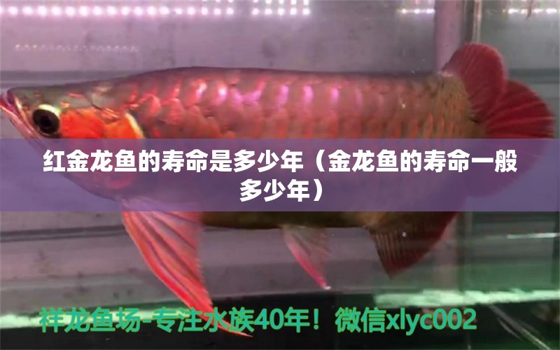 红金龙鱼的寿命是多少年（金龙鱼的寿命一般多少年） 祥龙水族滤材/器材 第1张