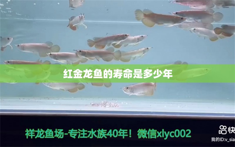 红金龙鱼的寿命是多少年 龙鱼百科 第1张