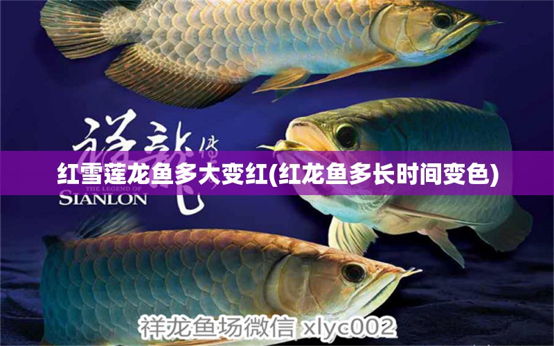 红雪莲龙鱼多大变红(红龙鱼多长时间变色) 观赏鱼市场