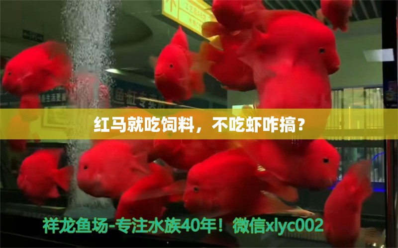 红马就吃饲料，不吃虾咋搞？ 观赏鱼论坛 第3张