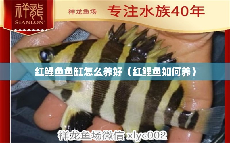 红鲤鱼鱼缸怎么养好（红鲤鱼如何养） 水族用品