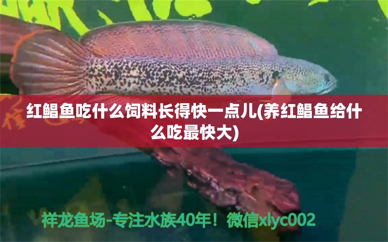 红鲳鱼吃什么饲料长得快一点儿(养红鲳鱼给什么吃最快大) 观赏鱼