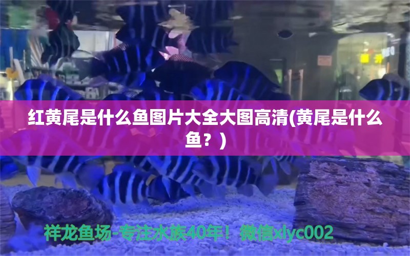 红黄尾是什么鱼图片大全大图高清(黄尾是什么鱼？) 马拉莫宝石鱼苗