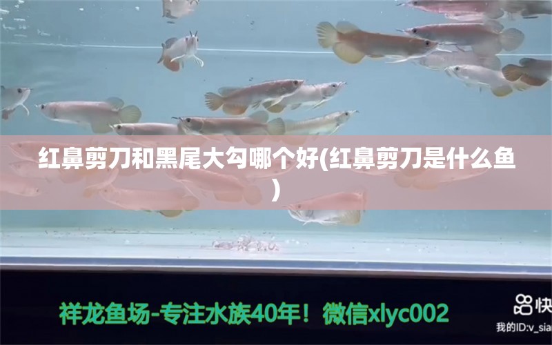 红鼻剪刀和黑尾大勾哪个好(红鼻剪刀是什么鱼) 观赏鱼 第1张