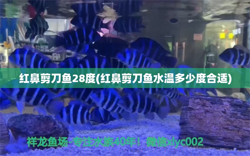 红鼻剪刀鱼28度(红鼻剪刀鱼水温多少度合适)