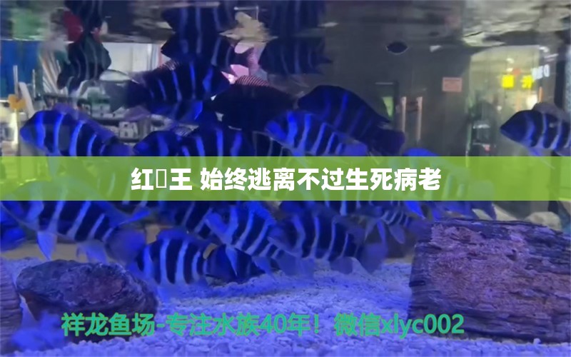 红龍王 始终逃离不过生死病老