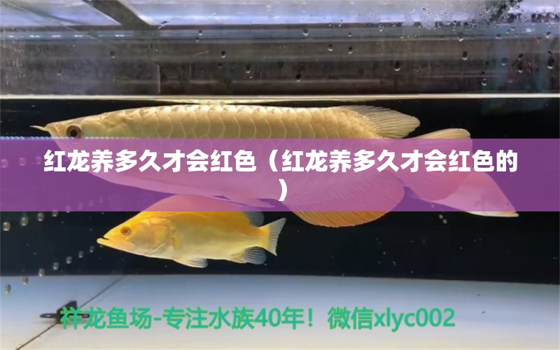 红龙养多久才会红色（红龙养多久才会红色的） 红龙鱼鱼粮饲料