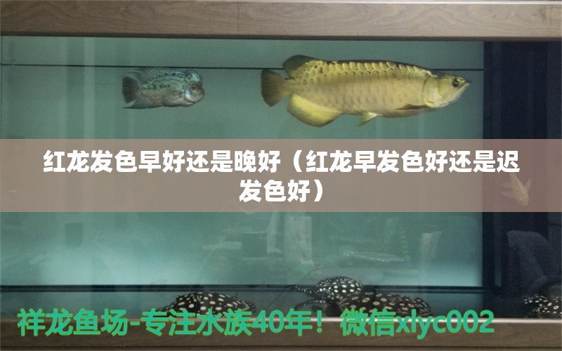 红龙发色早好还是晚好（红龙早发色好还是迟发色好）