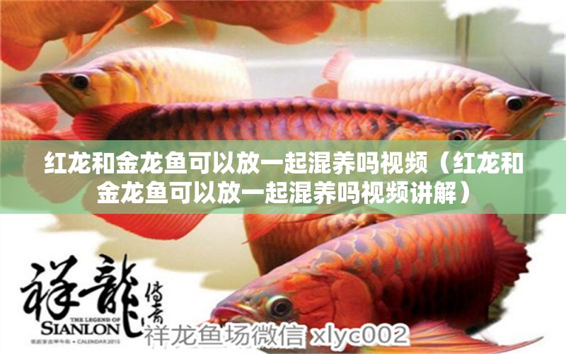 红龙和金龙鱼可以放一起混养吗视频（红龙和金龙鱼可以放一起混养吗视频讲解） 龙鱼疾病与治疗