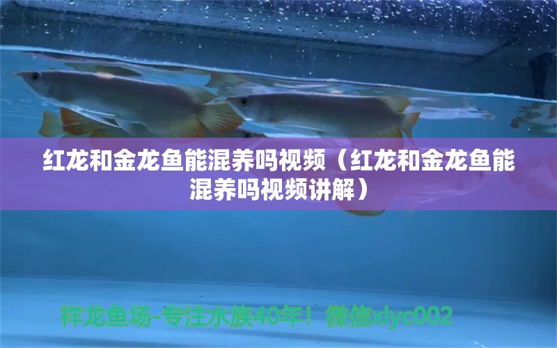 红龙和金龙鱼能混养吗视频（红龙和金龙鱼能混养吗视频讲解） 龙鱼疾病与治疗