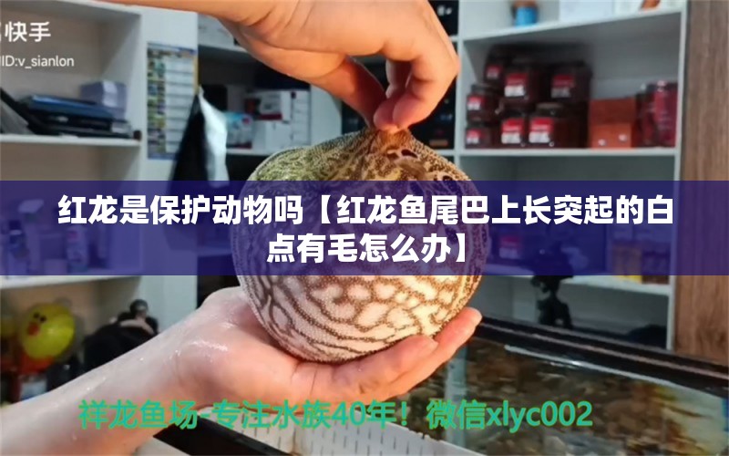 红龙是保护动物吗【红龙鱼尾巴上长突起的白点有毛怎么办】